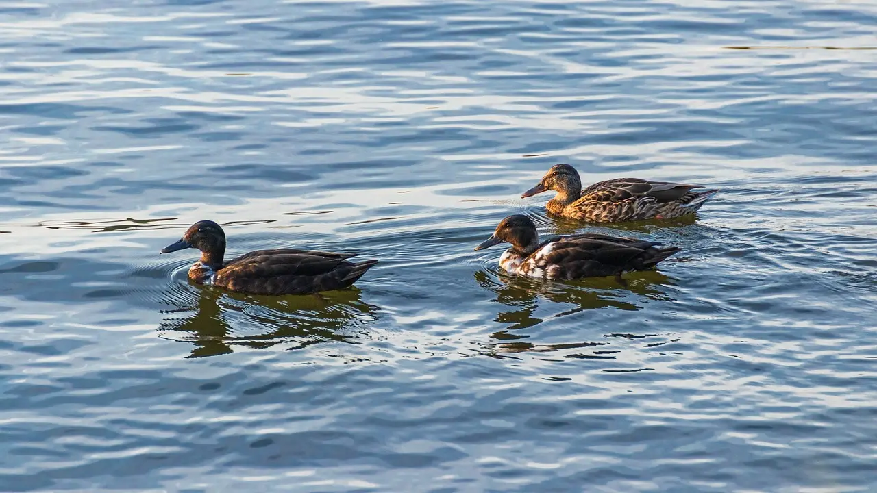 Ord Politiker Krydsord Løsning