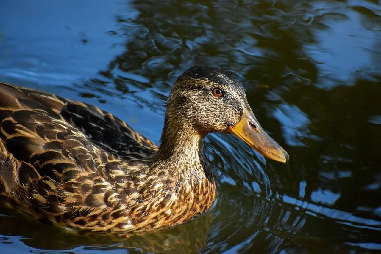 Få svar til Holder i Krydsord
