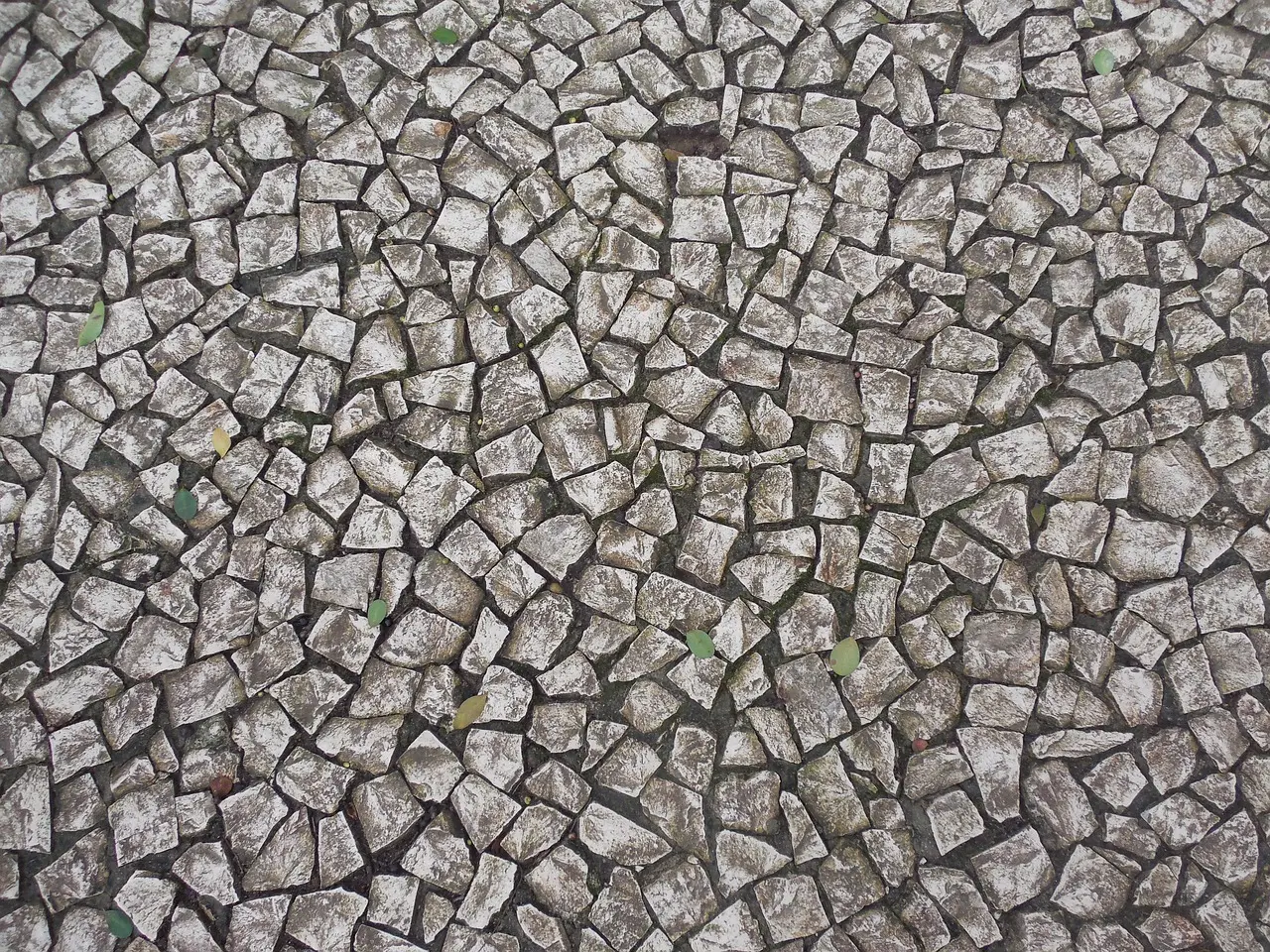 Guide til Portugisisk Fugl i krydsord
