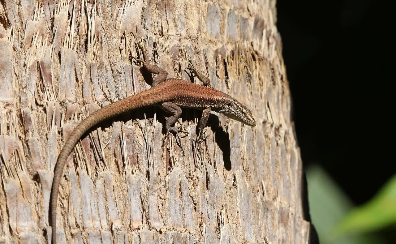 Krydsord svar for Portugisisk Skov