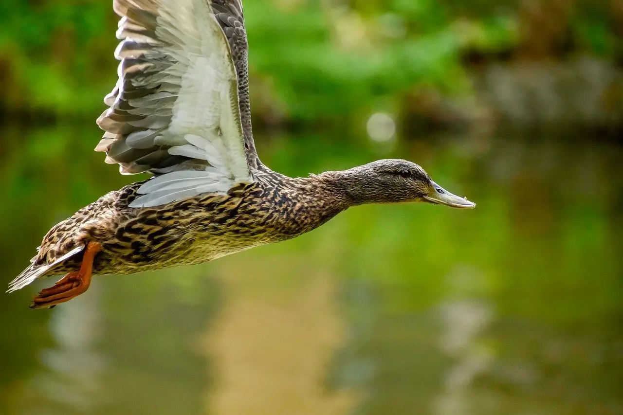 Løsningsforslag til Portugisisk Ø krydsord